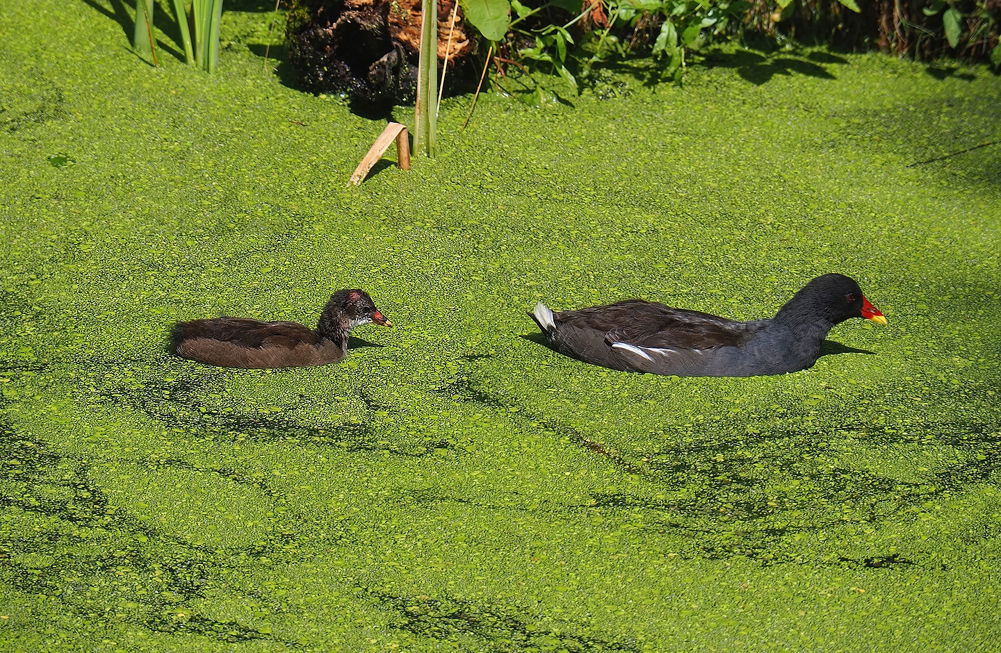 Wild Eurasian common moorhens (Gallinula chloropus chloropus), 2022-08-20
