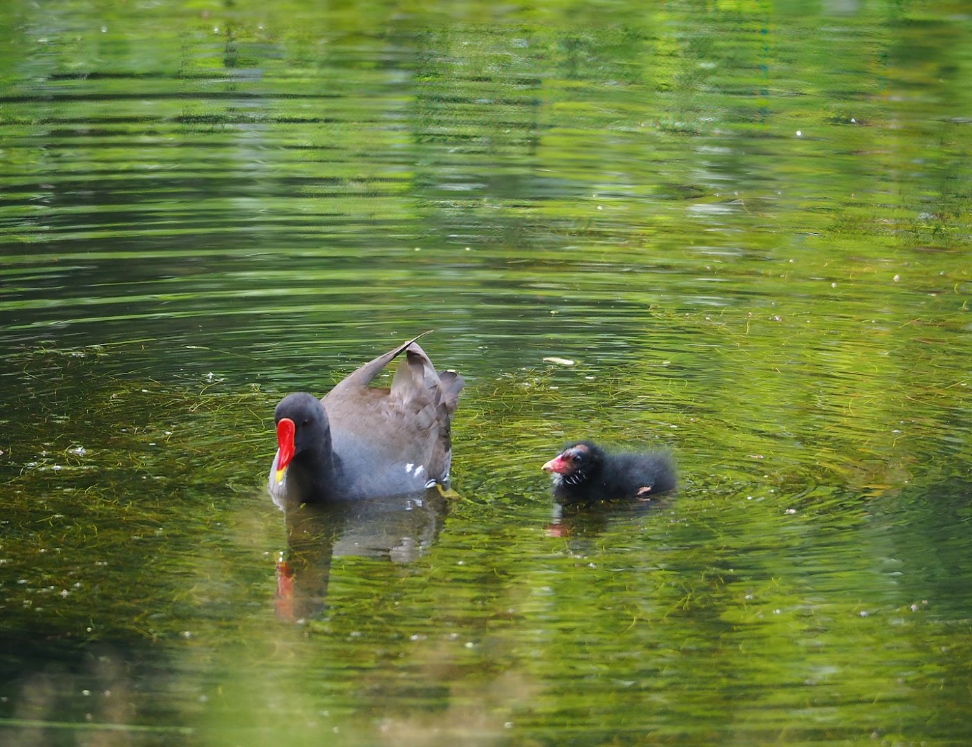 Wild Eurasian common moorhens (Gallinula chloropus chloropus), 2023-07-18