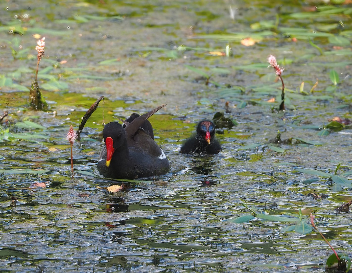 Wild Eurasian common moorhens (Gallinula chloropus chloropus), 2023-08-15