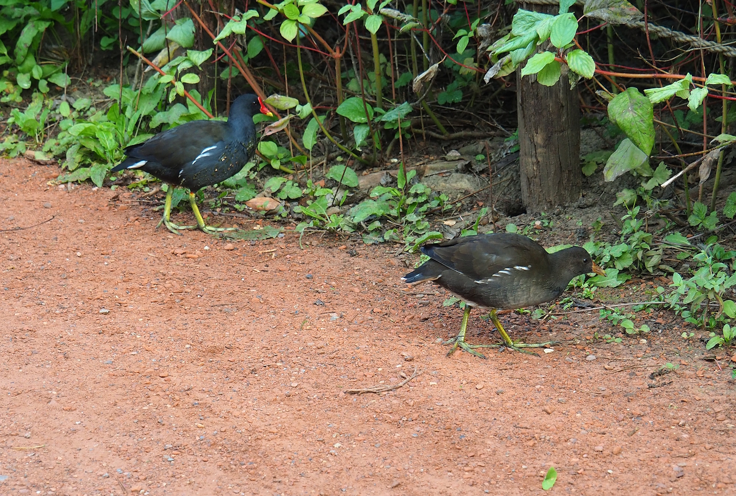 Wild Eurasian common moorhens (Gallinula chloropus chloropus), adult and juvenile, 2023-10-04