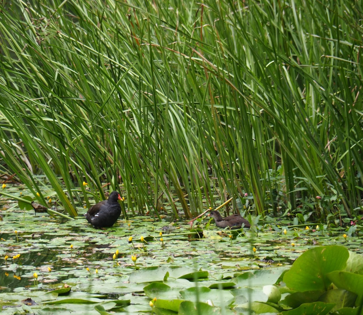 Wild Eurasian common moorhens (Gallinula chloropus chloropus) amongst Nuphar lutea and Butomus umbellatus (Aug 28th, 2018)