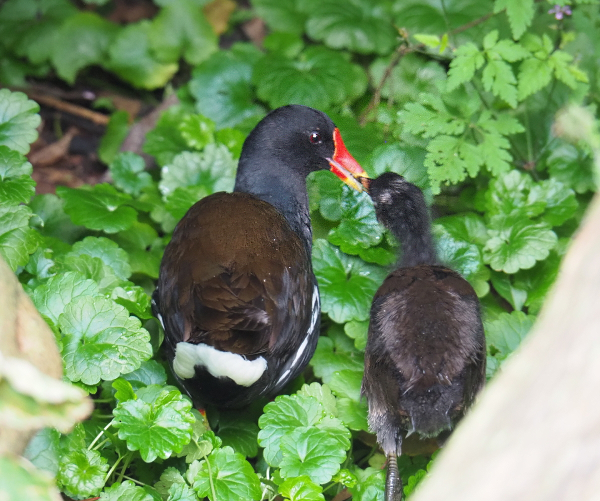 Wild Eurasian common moorhens (Gallinulla chloropus chloropus), 2021-07-03