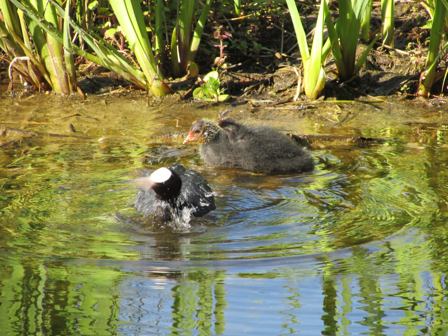 Wild Eurasian coot and chick