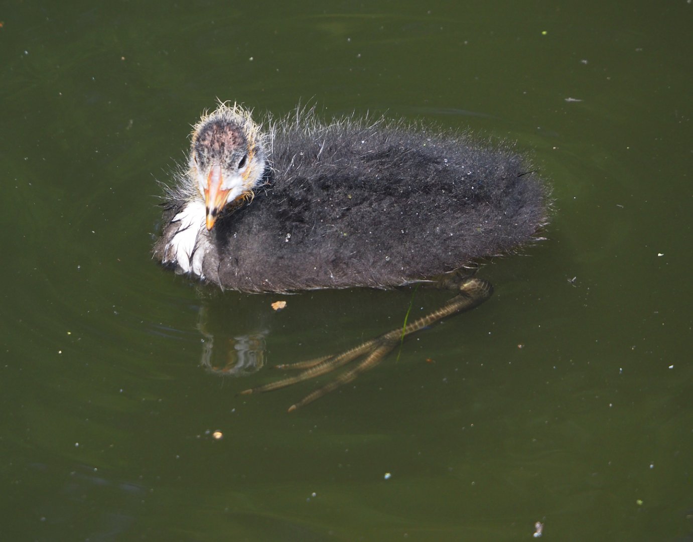 Wild Eurasian coot chick (Fulica atra), 2024-06-30