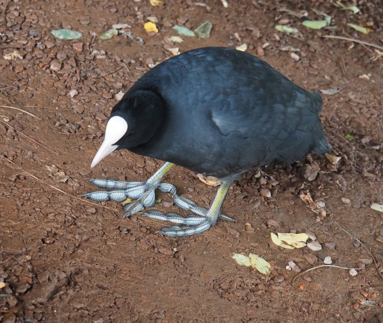 Wild Eurasian coot (Fulica atra), 2019-10-04