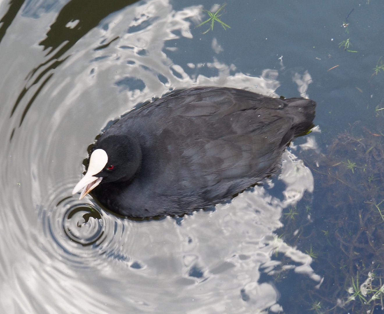 Wild Eurasian coot (Fulica atra), 2020-09-02