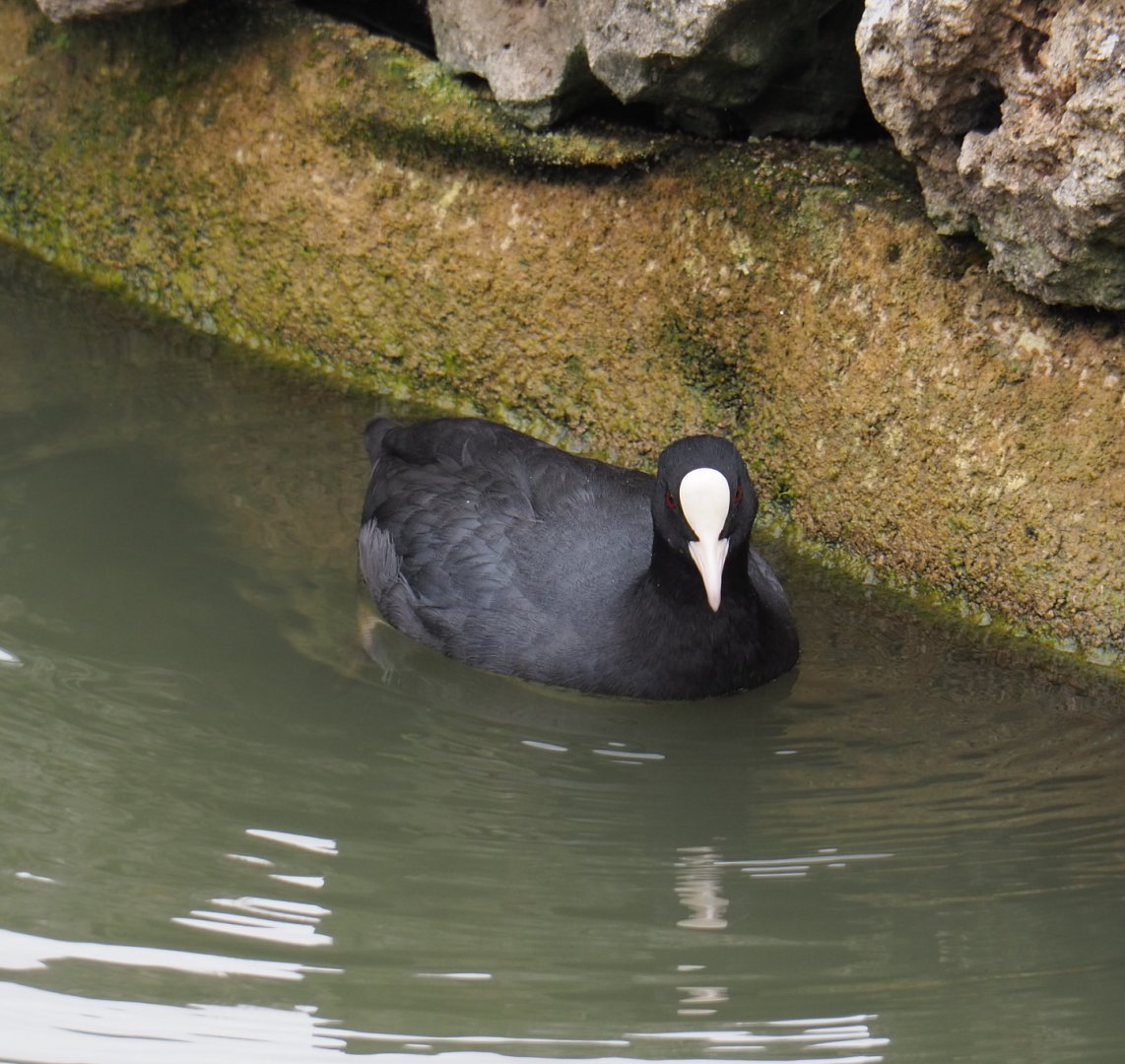 Wild Eurasian coot (Fulica atra), 2020-09-03