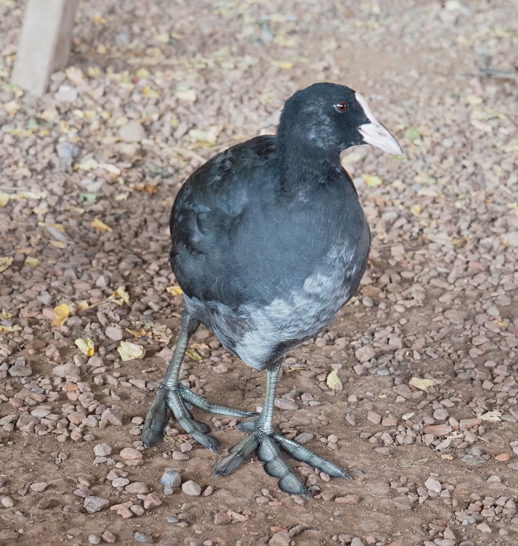 Wild Eurasian coot (Fulica atra), 2021-09-02