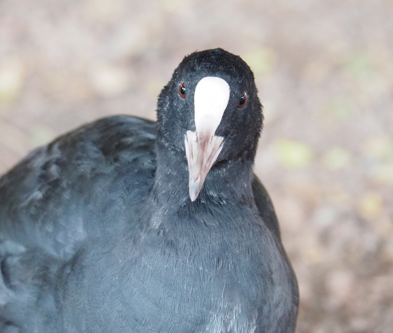 Wild Eurasian coot (Fulica atra), 2021-09-02