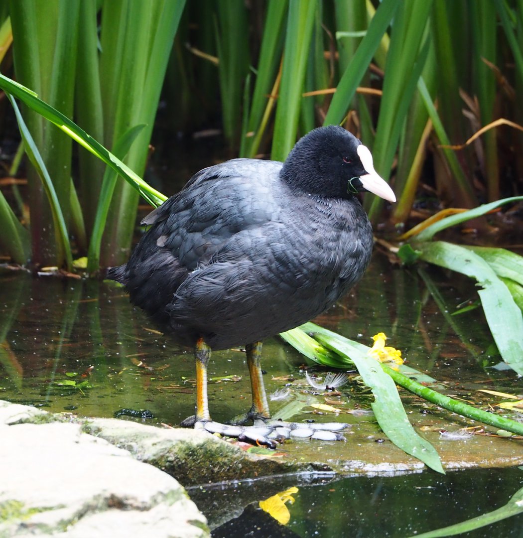 Wild Eurasian coot (Fulica atra), 2022-05-26