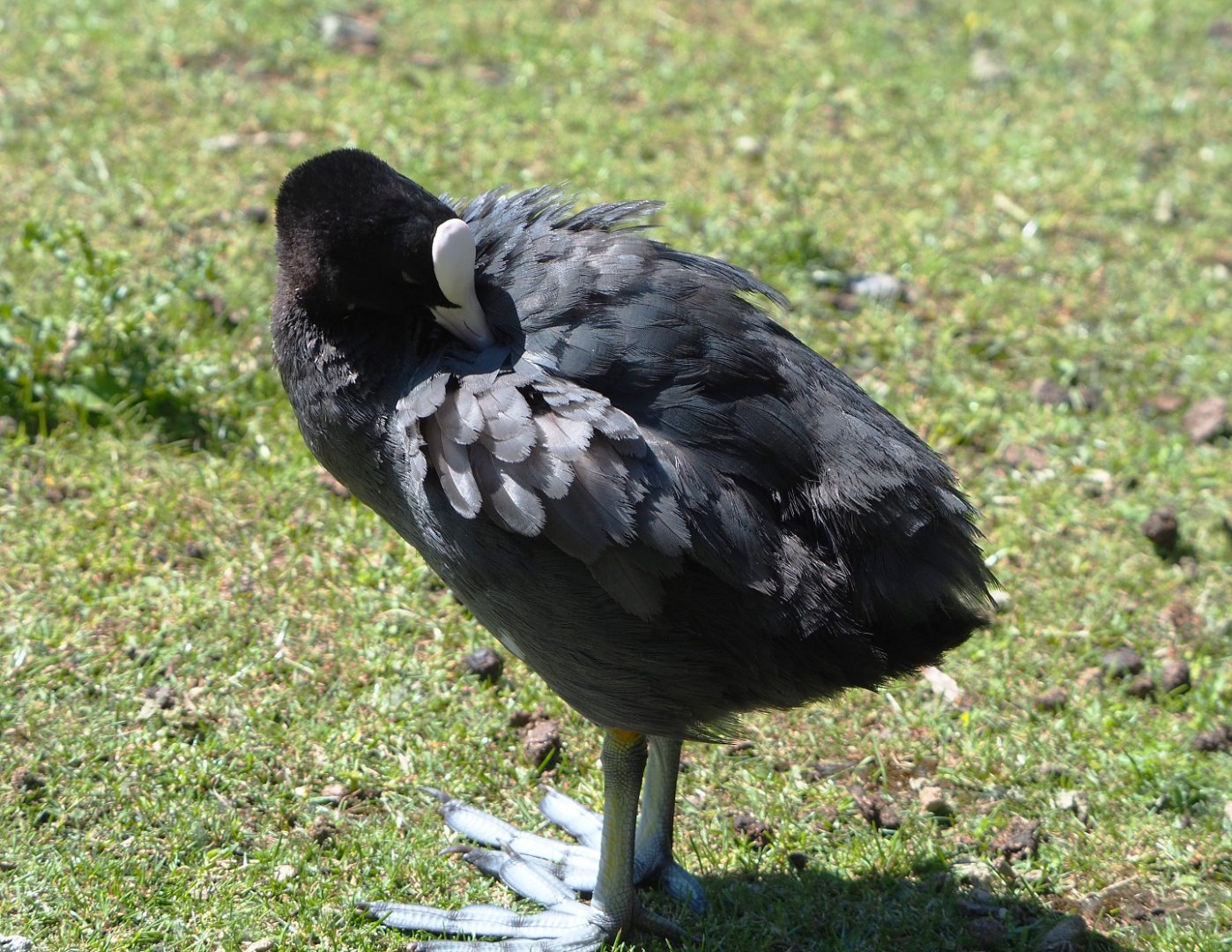 Wild Eurasian coot (Fulica atra), 2022-06-28