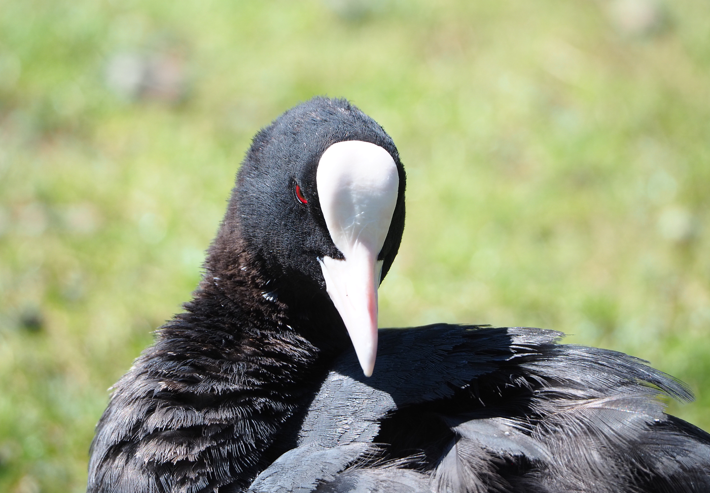 Wild Eurasian coot (Fulica atra), 2022-06-28