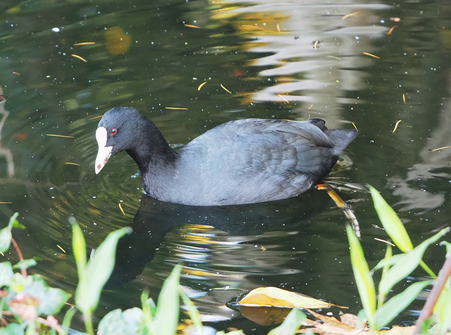 Wild Eurasian coot (Fulica atra), 2022-10-29