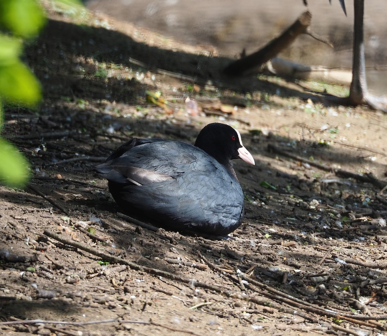 Wild Eurasian coot (Fulica atra), 2023-04-30