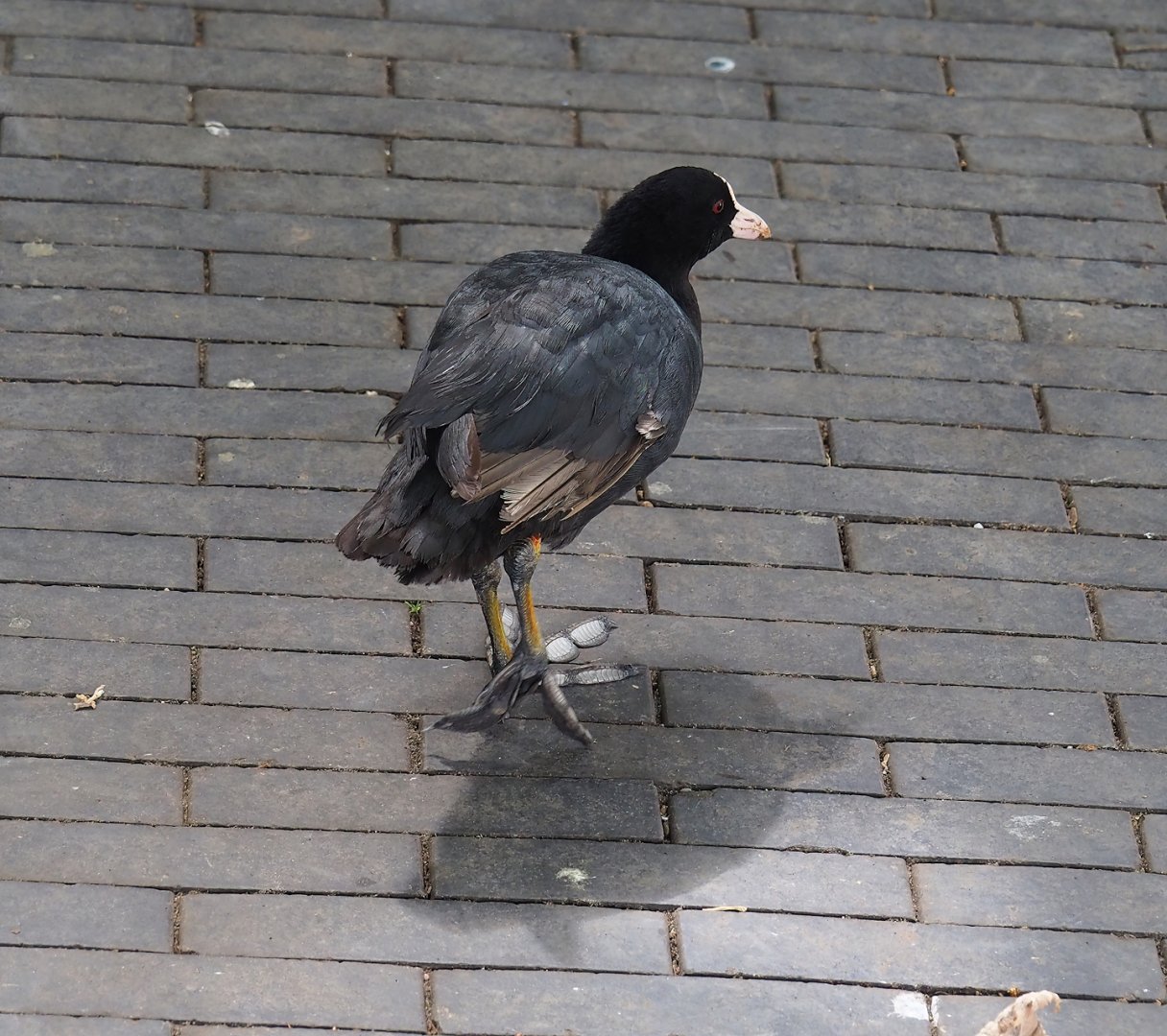 Wild Eurasian coot (Fulica atra), 2023-07-22