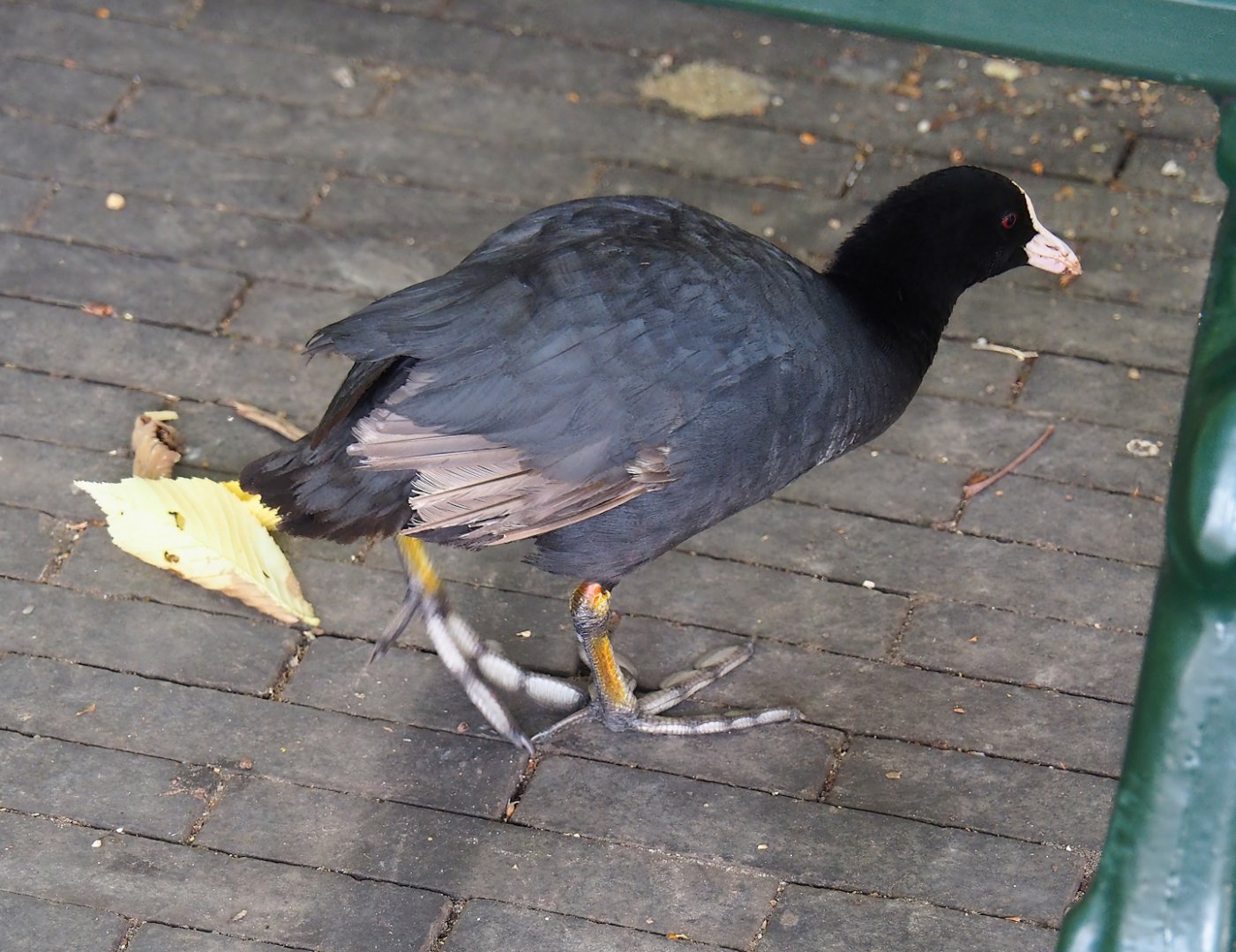 Wild Eurasian coot (Fulica atra), 2023-07-22