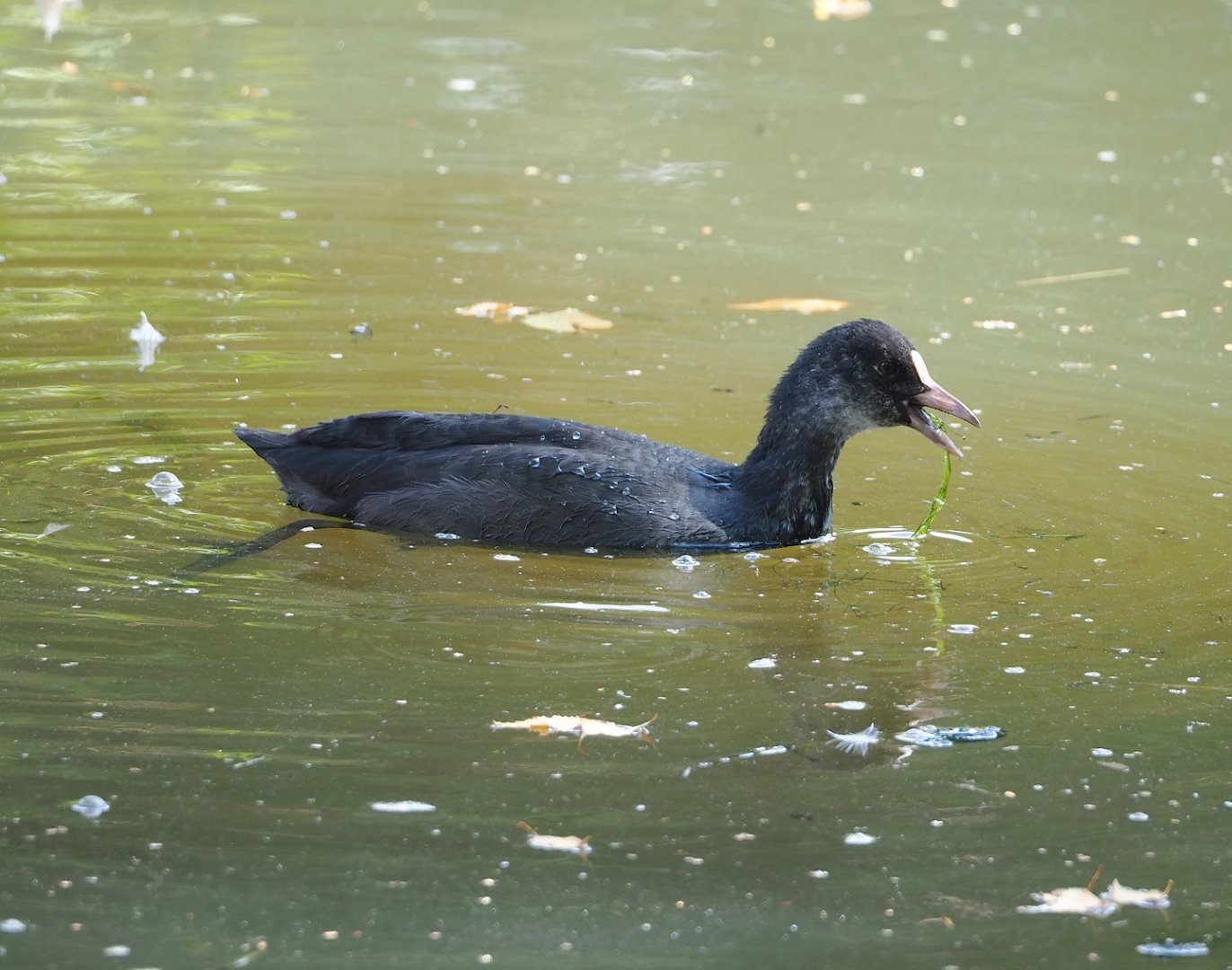 Wild Eurasian coot (Fulica atra), 2023-08-15