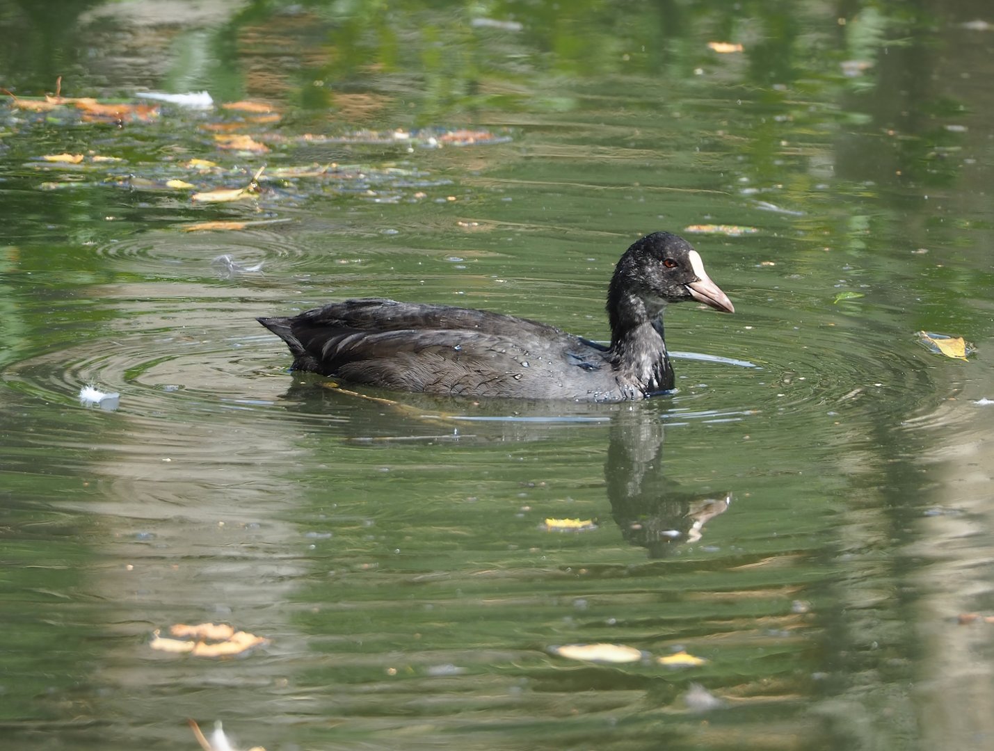 Wild Eurasian coot (Fulica atra), 2023-08-15