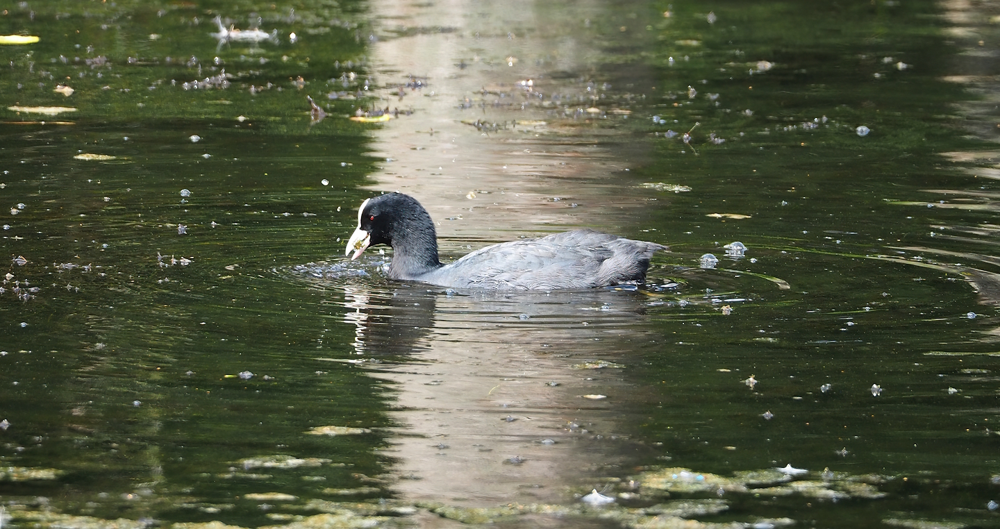 Wild Eurasian coot (Fulica atra), 2023-08-15