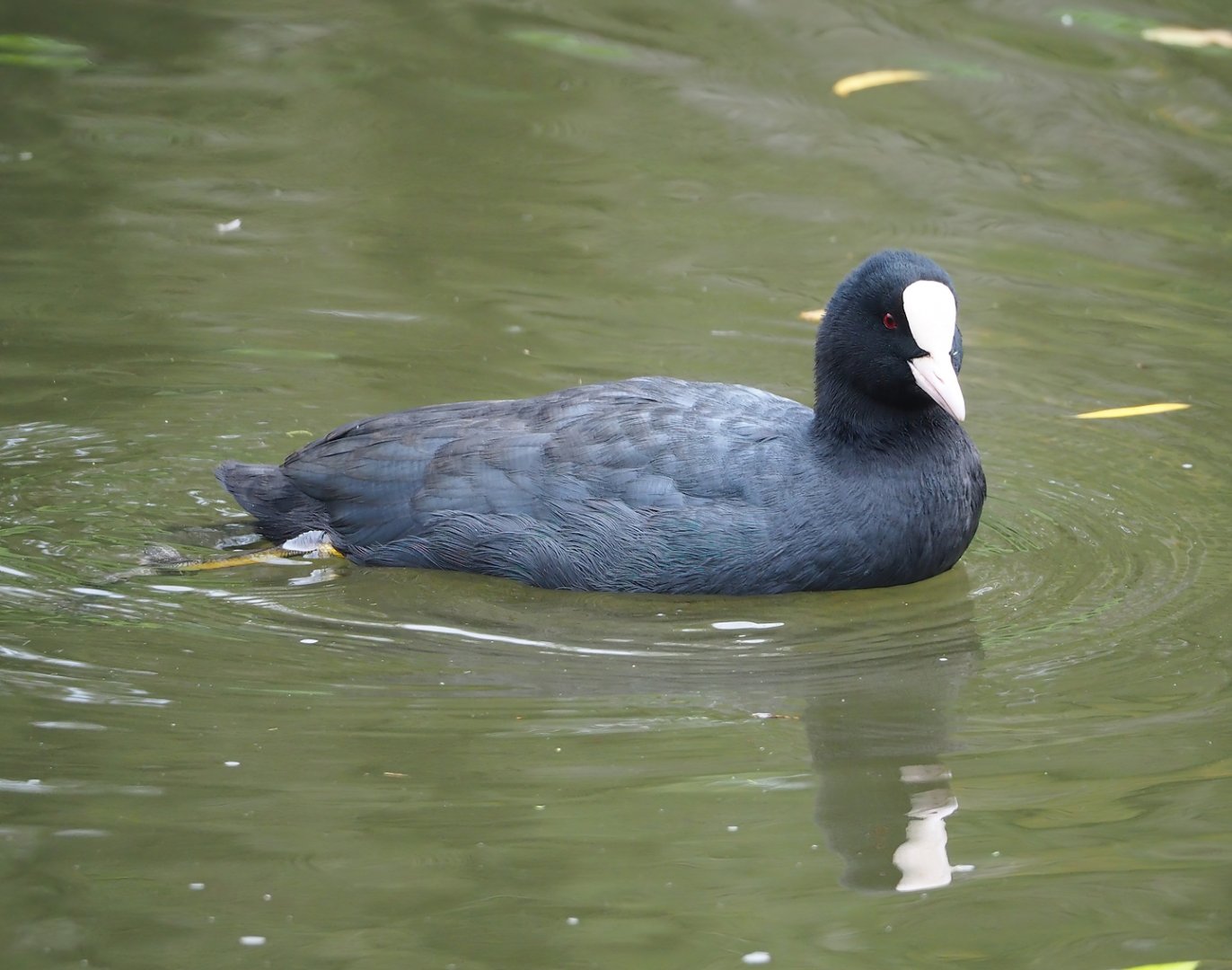 Wild Eurasian coot (Fulica atra), 2023-10-13