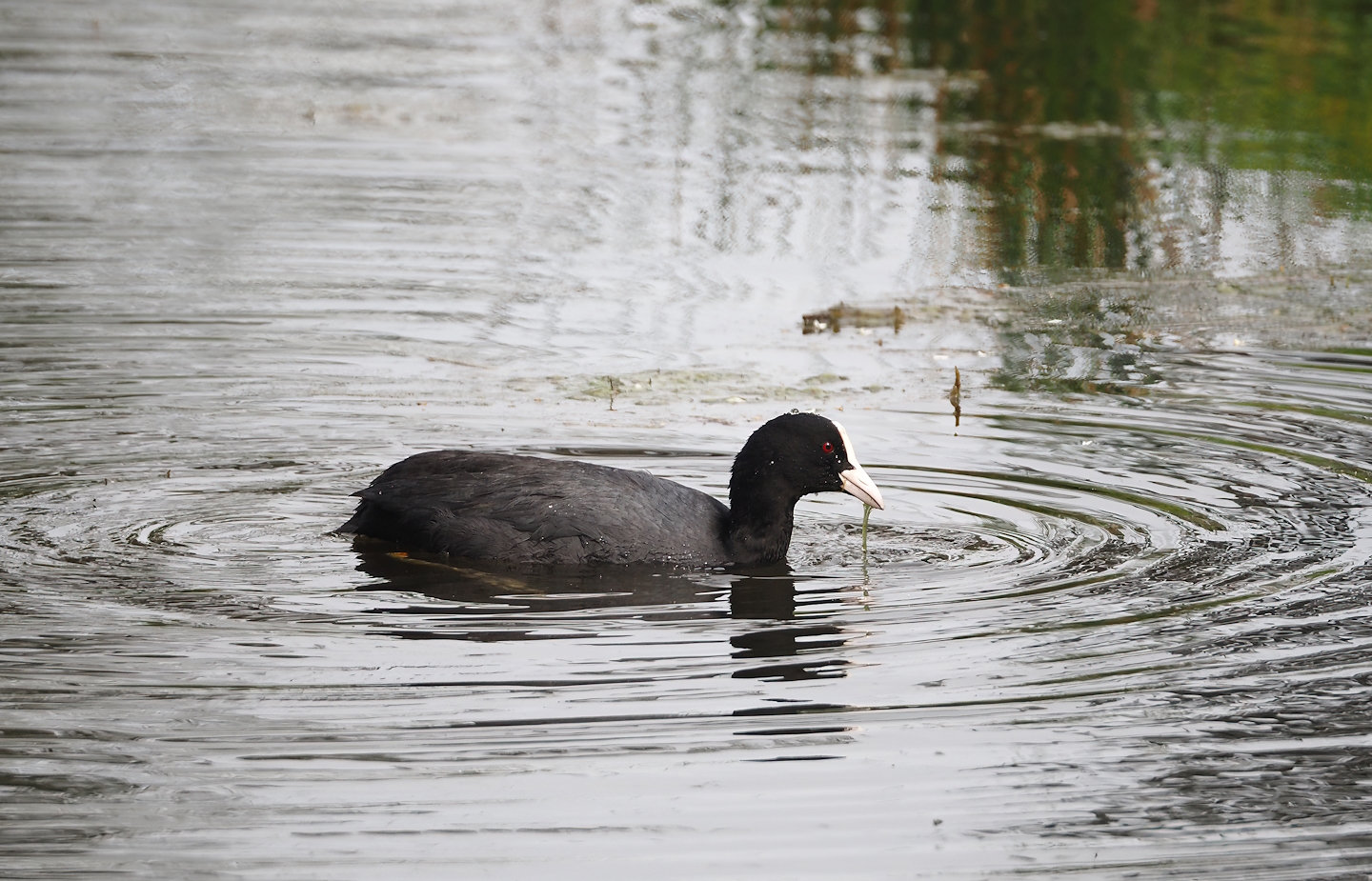 Wild Eurasian coot (Fulica atra), 2024-04-06