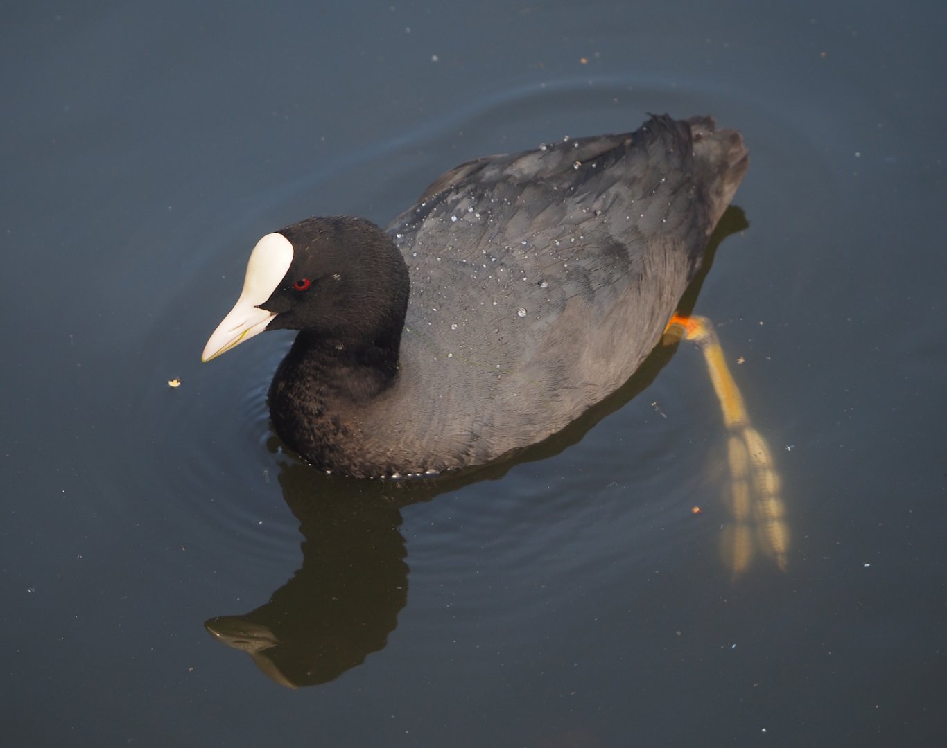 Wild Eurasian coot (Fulica atra), 2024-06-30