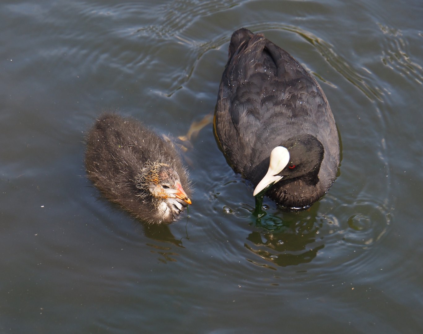 Wild Eurasian coot with chick (Fulica atra), 2024-06-30