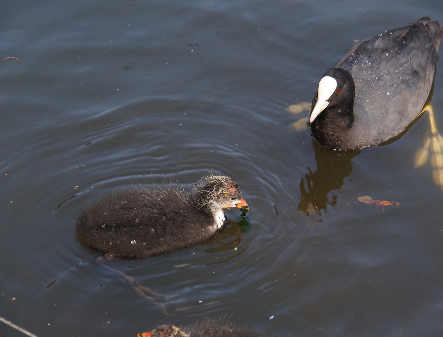 Wild Eurasian coot with chick (Fulica atra), 2024-06-30