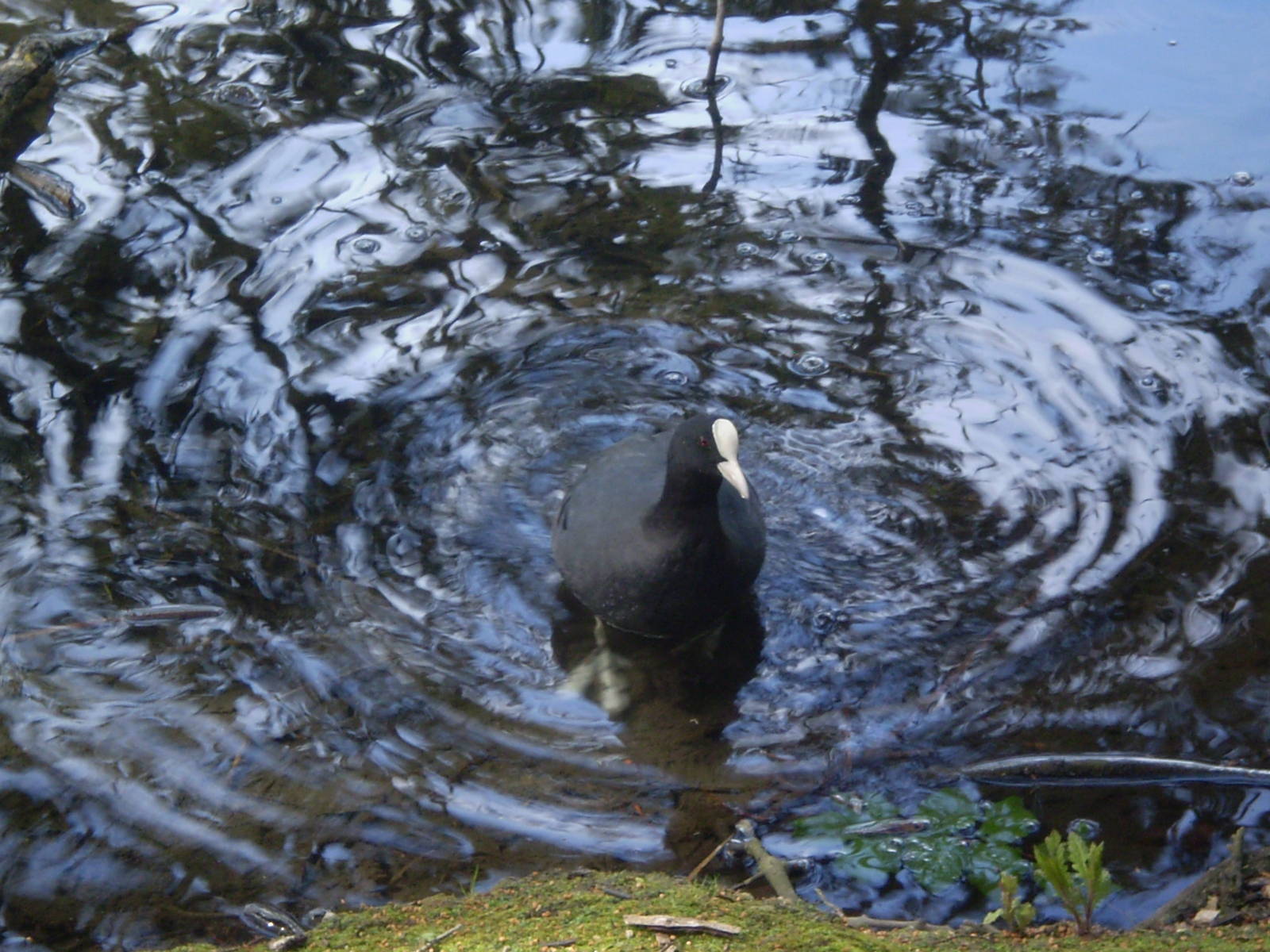 Wild Eurasian Coot