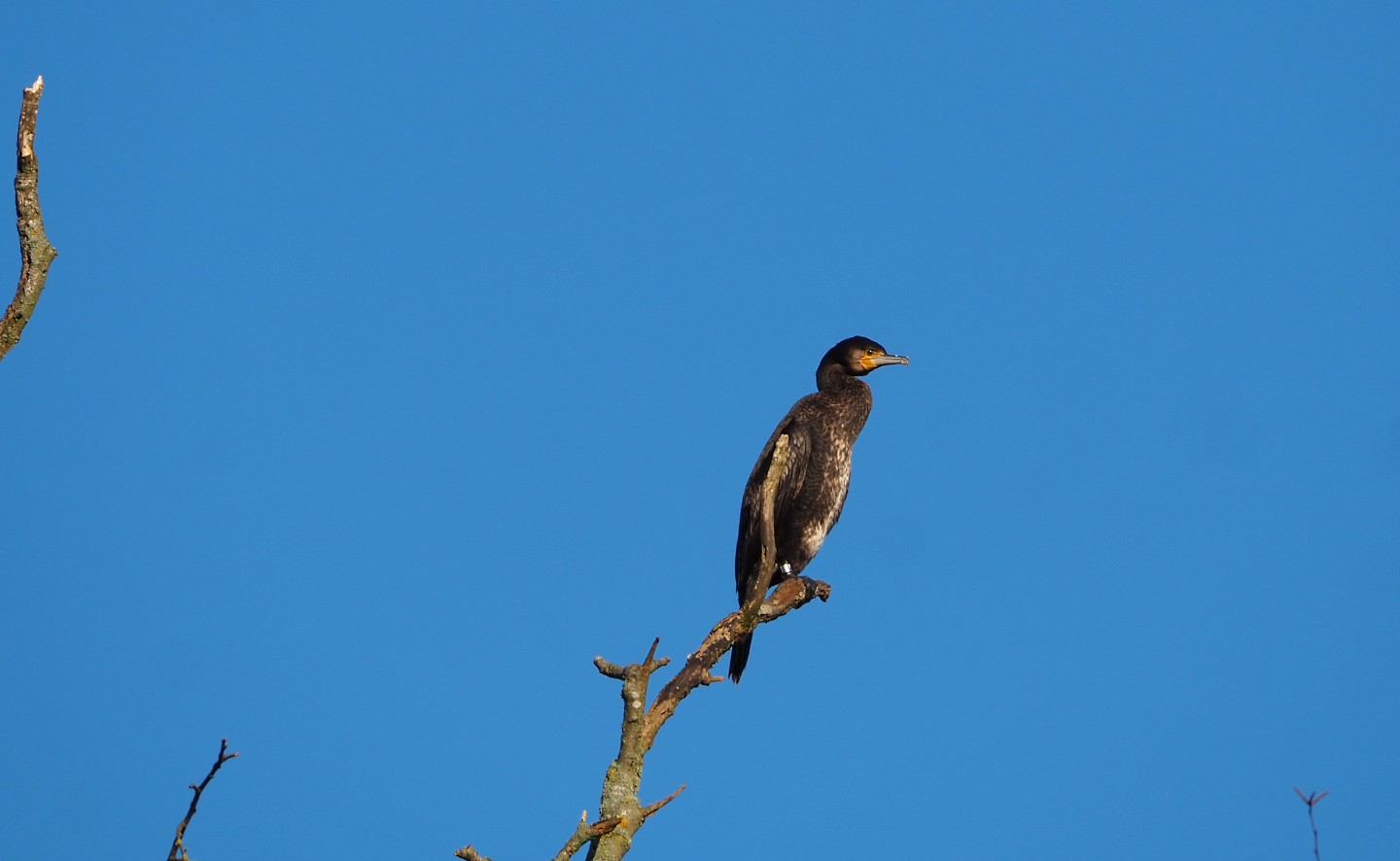 Wild Eurasian great cormorant (Phalacrocorax carbo sinensis), 2022-02-12