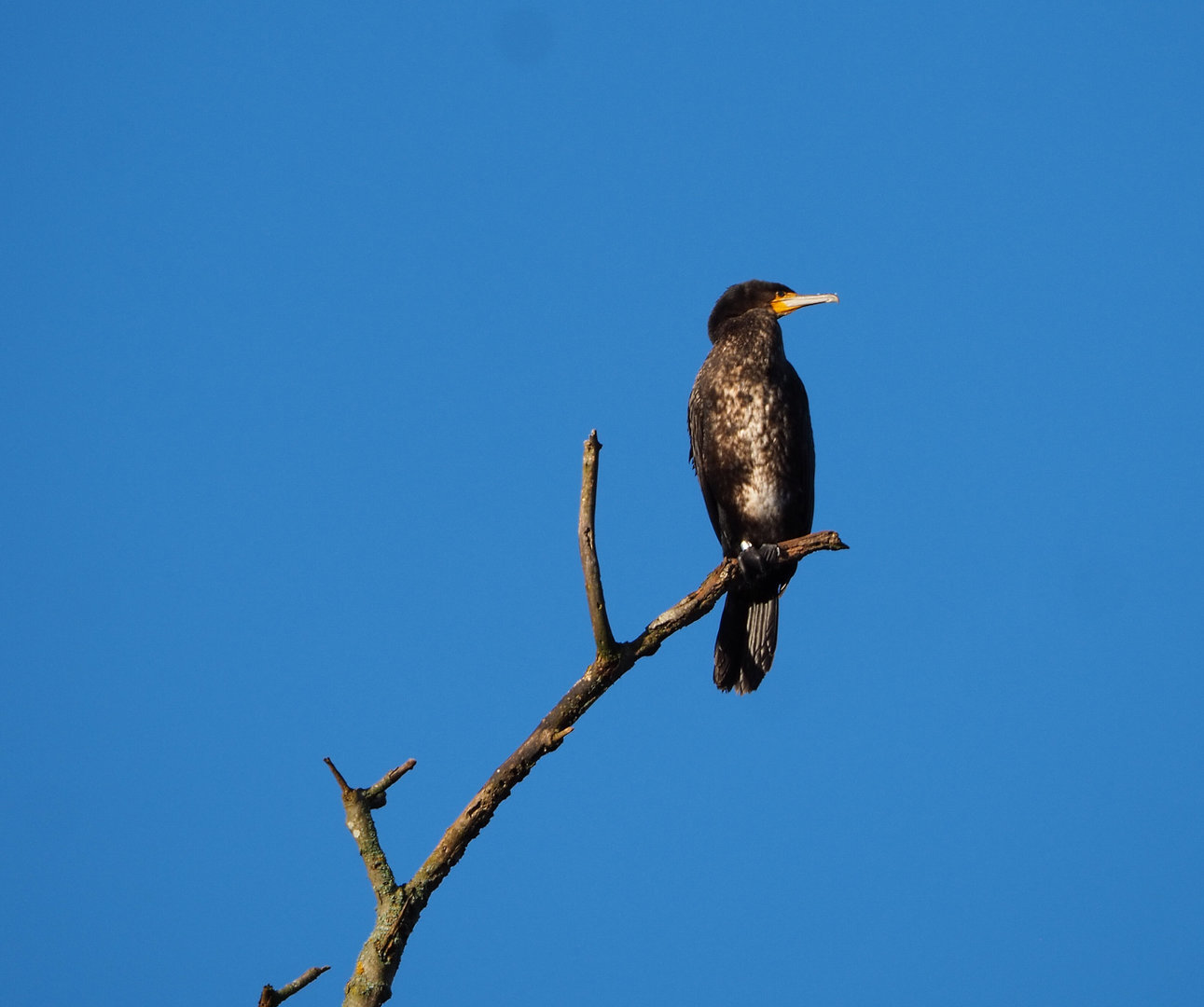 Wild Eurasian great cormorant (Phalacrocorax carbo sinensis), 2022-02-12