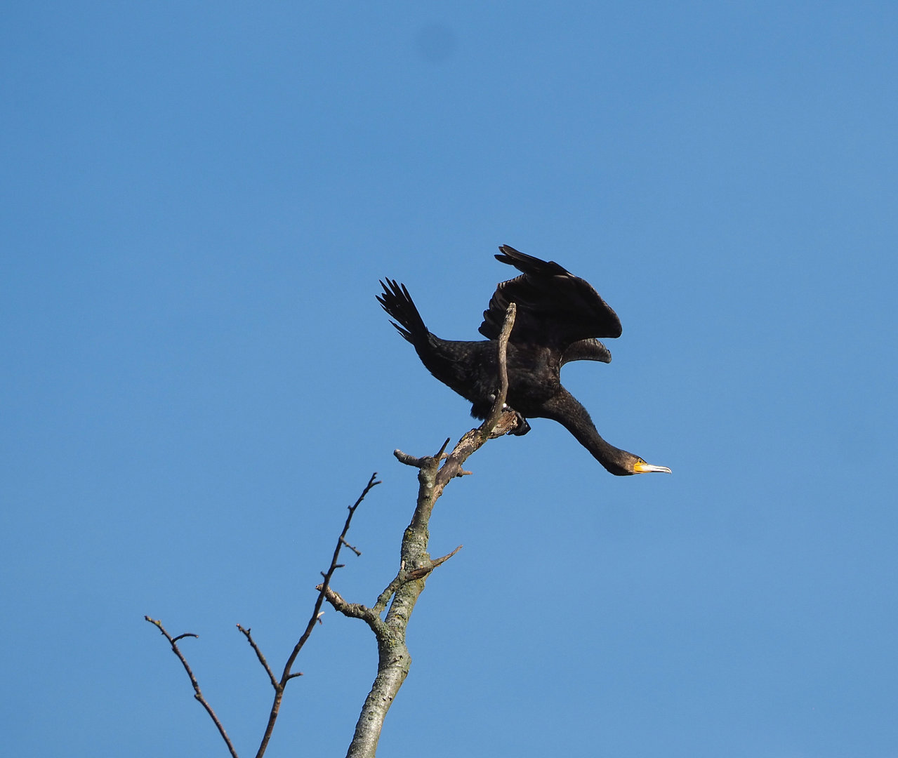 Wild Eurasian great cormorant (Phalacrocorax carbo sinensis), 2022-04-12
