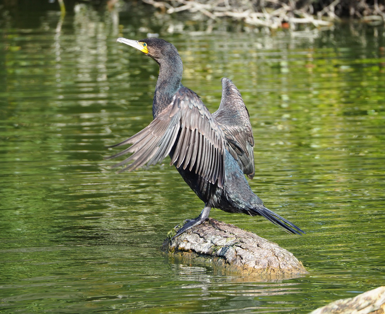Wild Eurasian great cormorant (Phalacrocorax carbo sinensis), 2022-04-12