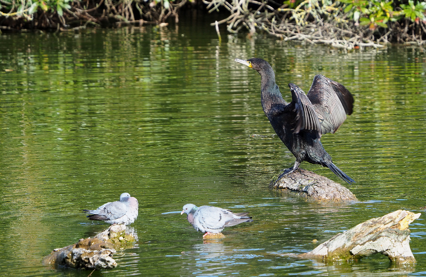 Wild Eurasian great cormorant (Phalacrocorax carbo sinensis)  and Wild Stock doves (Columba oenas), 2022-04-12