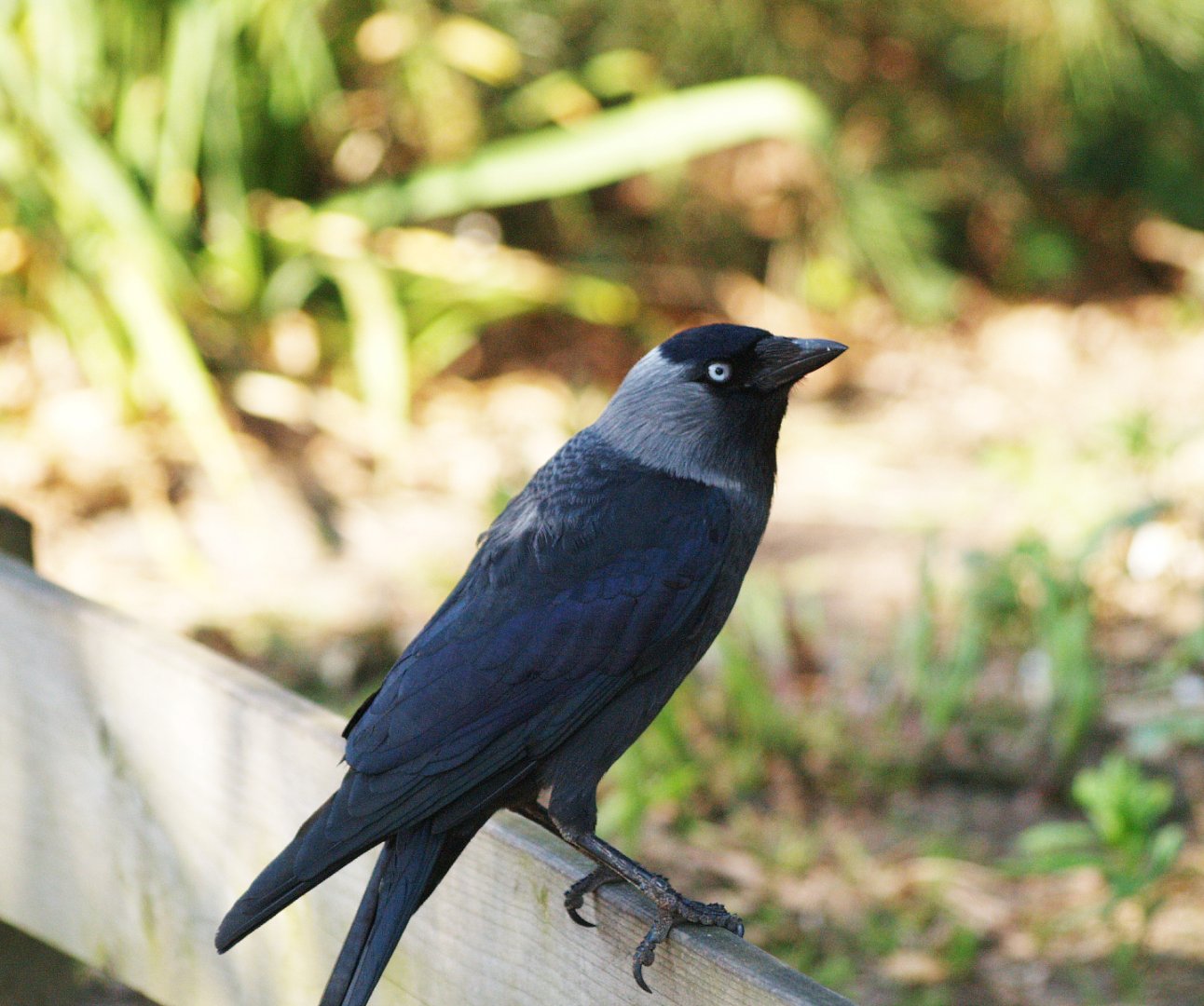 Wild Eurasian jackdaw (Coloeus monedula), 2009-04-19