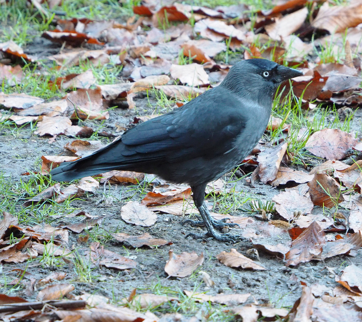 Wild Eurasian jackdaw (Coloeus monedula), 2022-01-30