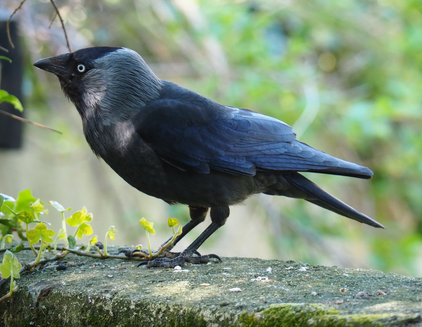 Wild Eurasian jackdaw (Corvus monedula), 2019-04-20