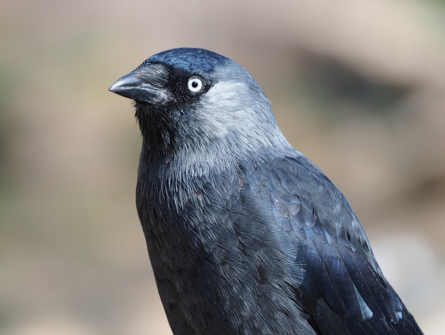 Wild Eurasian jackdaw (Corvus monedula), 2019-09-15
