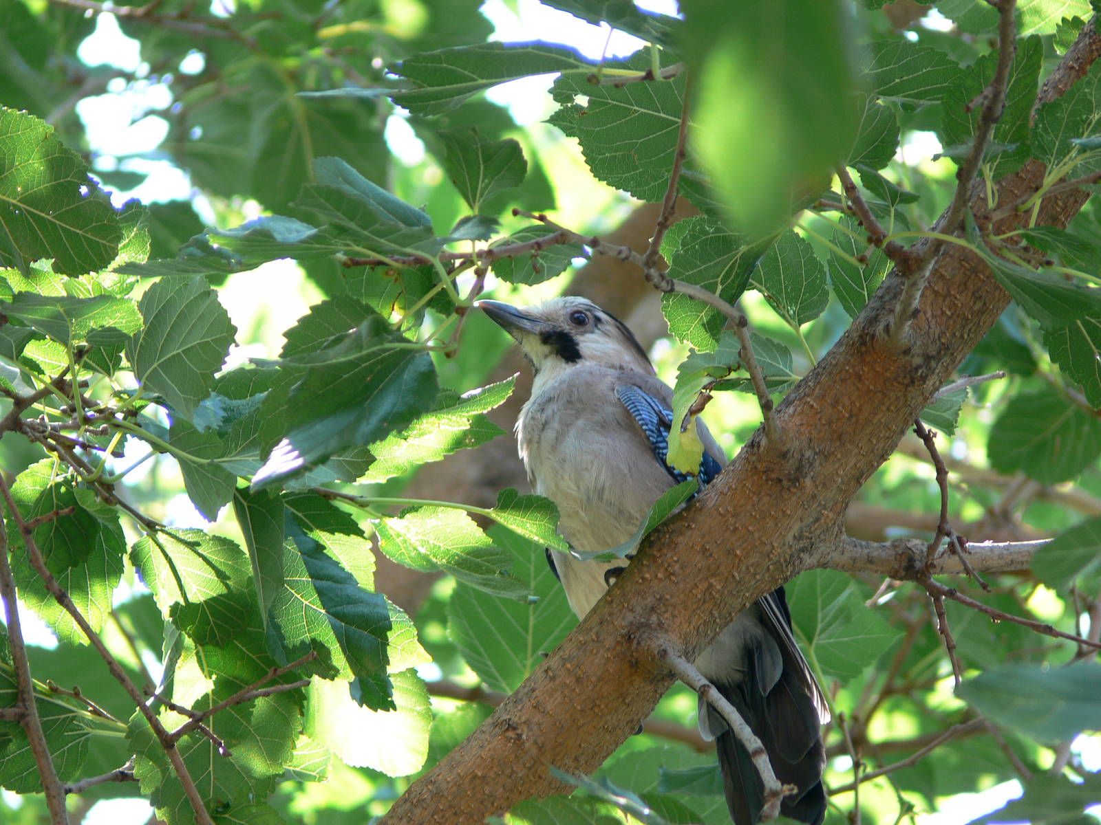 (wild) Eurasian Jay in Dalyan, 25/07/13