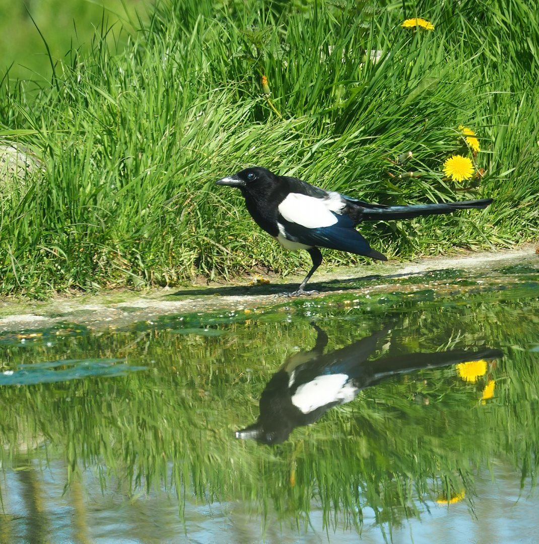 Wild Eurasian magpie (Pica pica), 2023-04-30