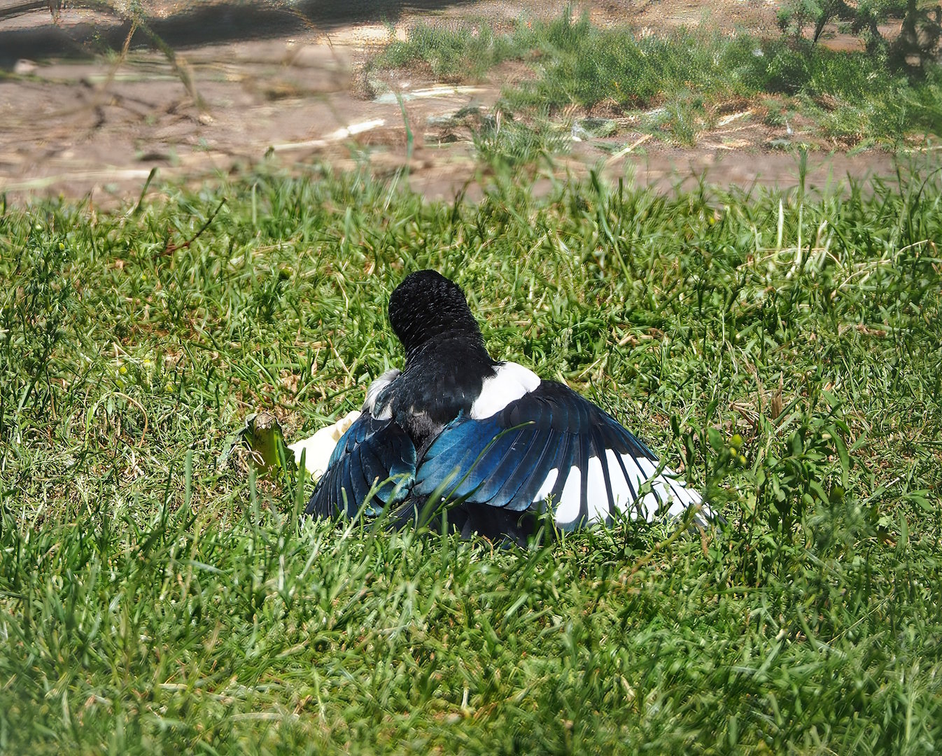 Wild Eurasian magpie (Pica pica), 2023-05-31