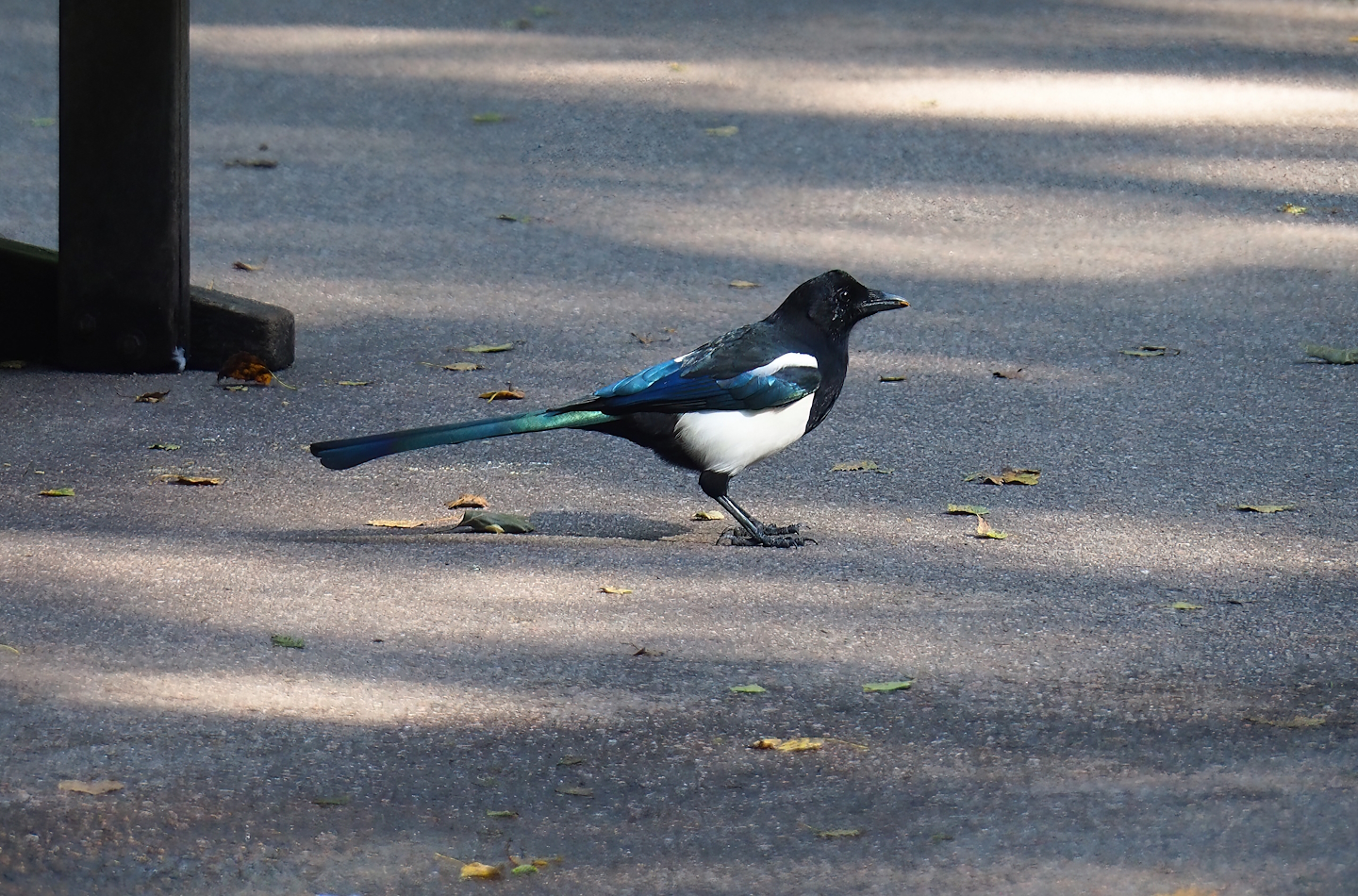 Wild Eurasian magpie (Pica pica), 2023-09-24