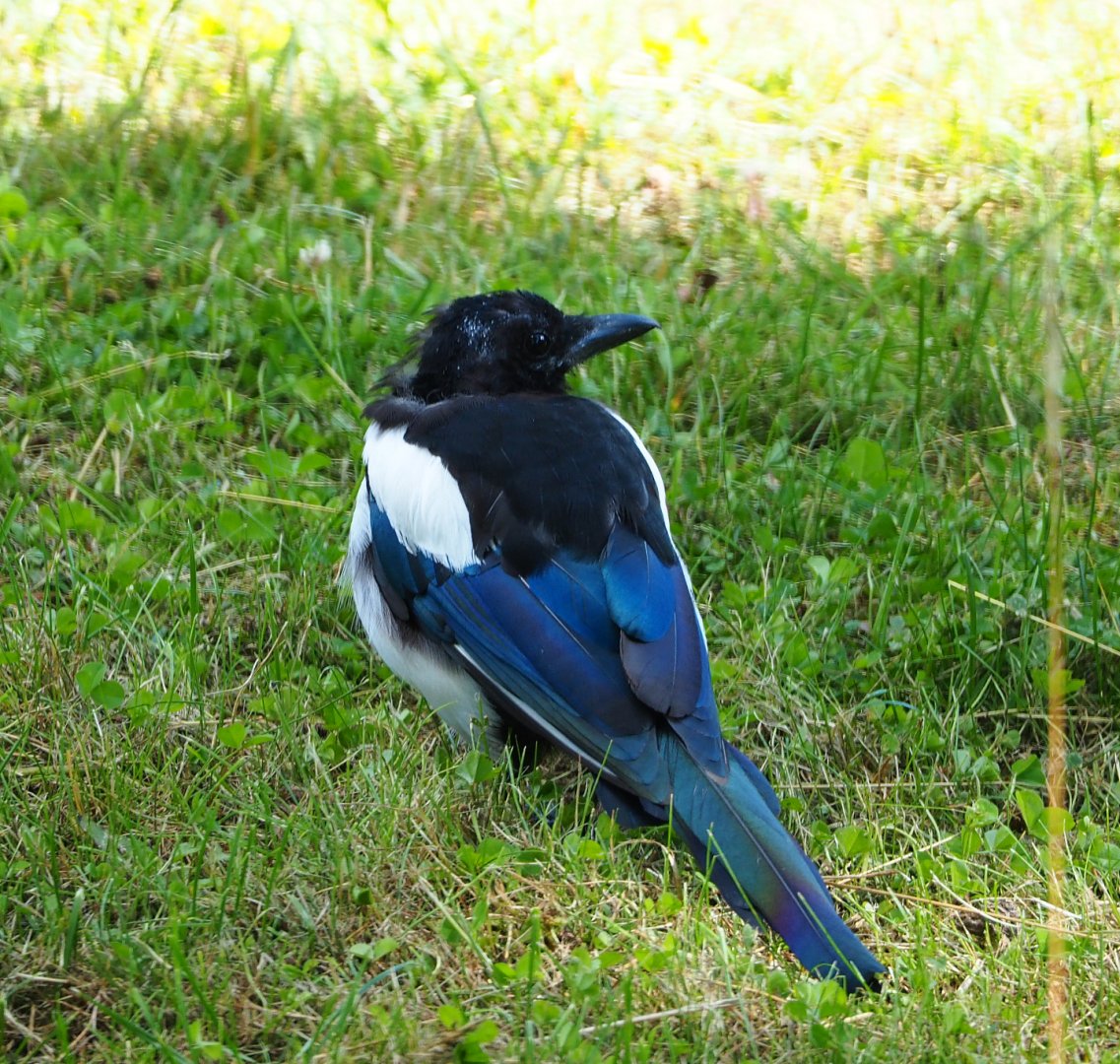 Wild Eurasian magpie (Pica pica pica), 2020-07-21