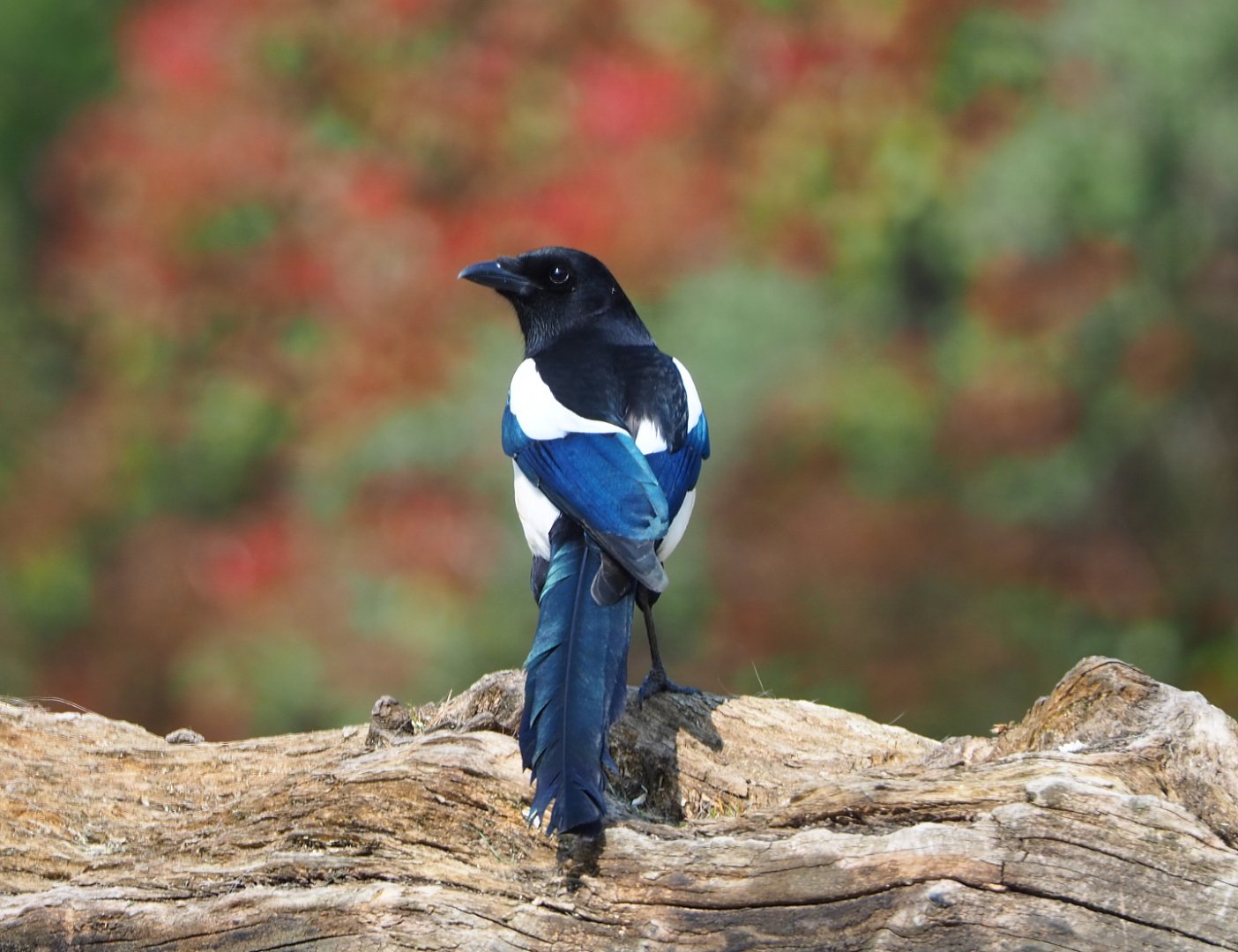 Wild Eurasian magpie (Pica pica pica), 2021-04-20
