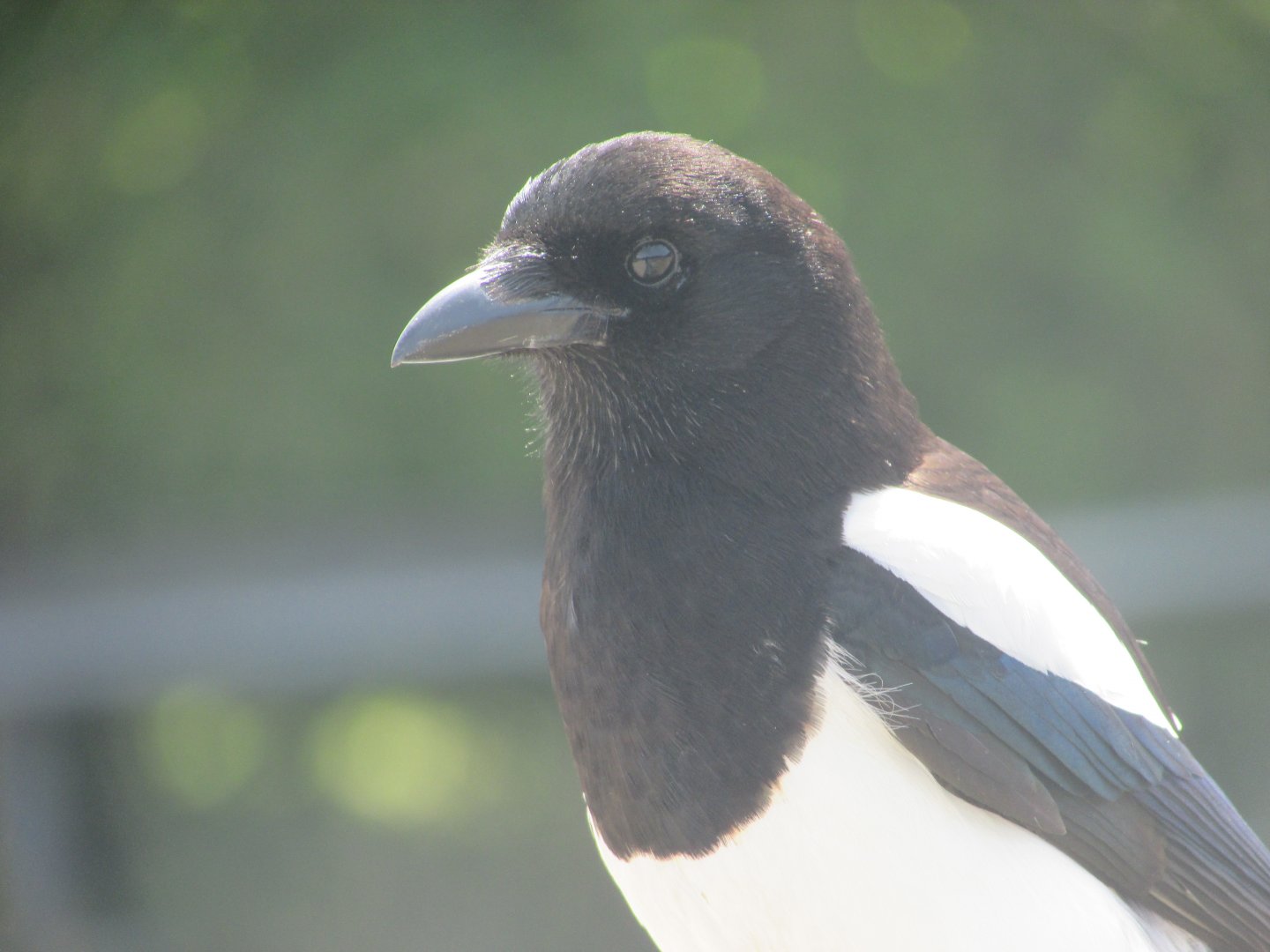 Wild Eurasian magpie