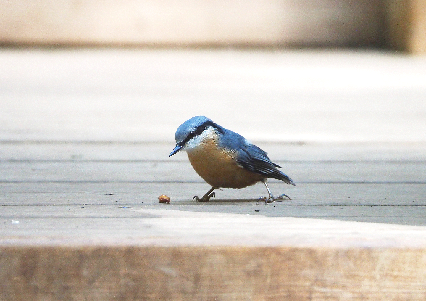 Wild Eurasian nuthatch (Sitta europaea), 2021-08-15