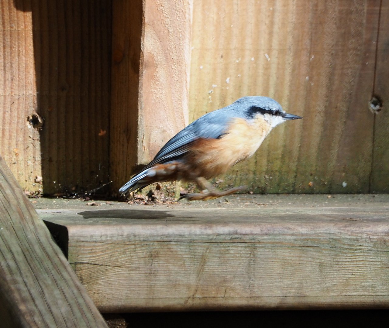 Wild Eurasian nuthatch (Sitta europaea), 2021-08-15