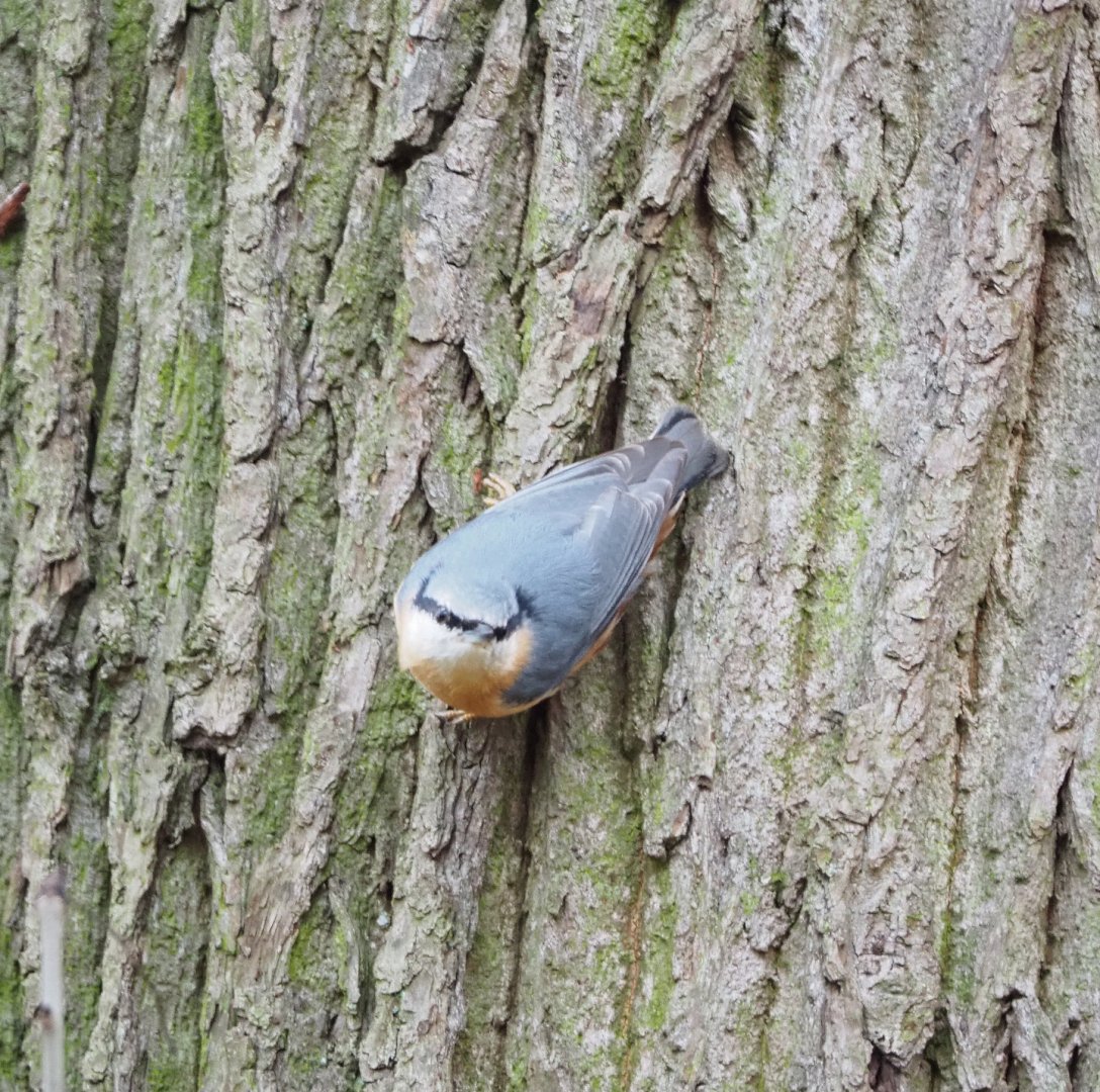 Wild Eurasian nuthatch  (Sitta europaea), 2021-11-23