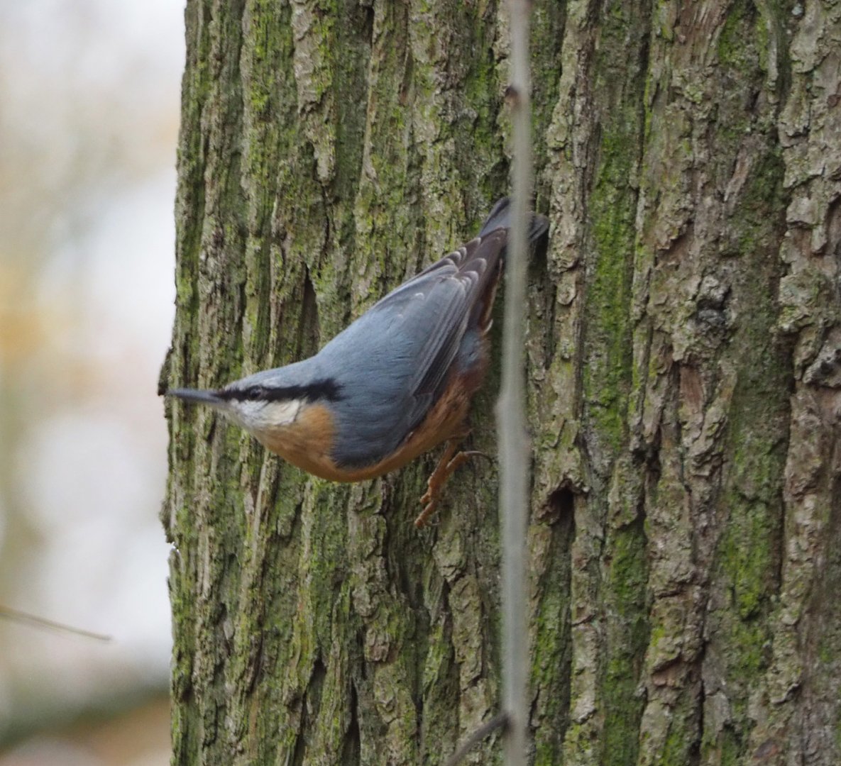 Wild Eurasian nuthatch  (Sitta europaea), 2021-11-23