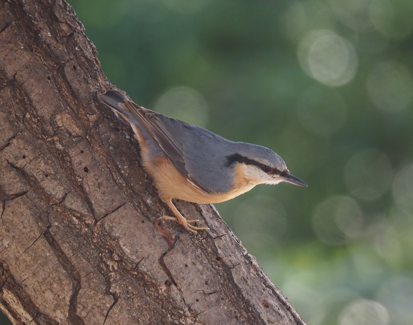 Wild Eurasian nuthatch (Sitta europaea), 2025-03-23